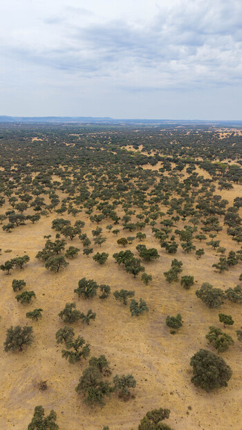 Aerial view of the dehesa landscape with scattered oak trees across dry golden grasslands under a cloudy sky in Navalmoral de la Mata Extremadura Spain.