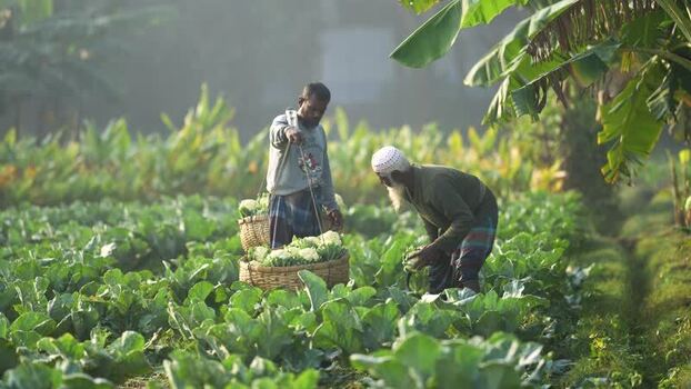 View of farmers harvesting cauliflower in Bogura Bangladesh. View of farmers harvesting cauliflower in Bogura Bangladesh.