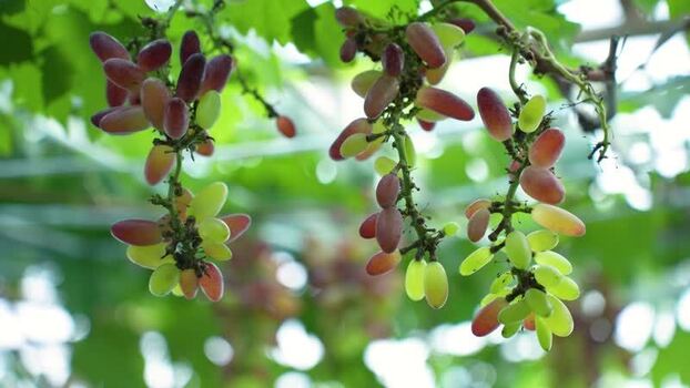 View of bunches of long red and green grapes on vines Bangladesh. View of bunches of long red and green grapes on vines Bangladesh.