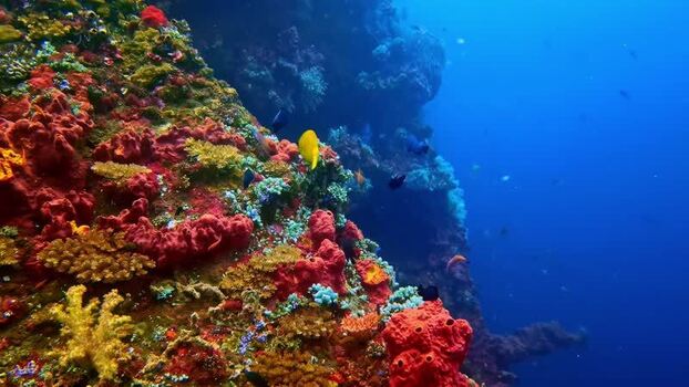 View of coral reef in Bali Indonesia.