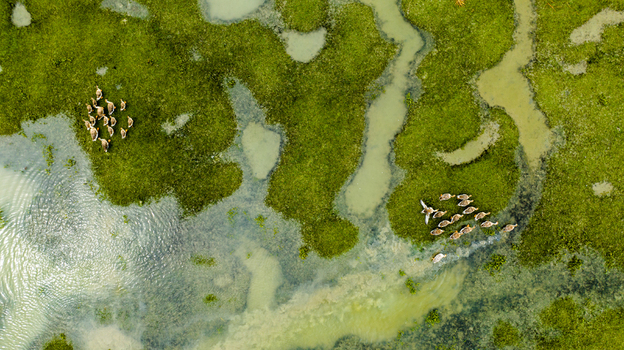 Aerial view of a flock of ducks swimming in the lush green wetlands of Patharghata Barisal Division Bangladesh. Aerial view of a flock of ducks swimming in the lush green wetlands of Patharghata Barisal Division Bangladesh.