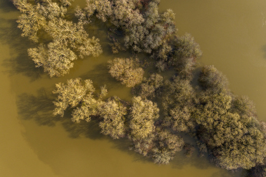 Aerial view of leafless trees submerged in murky brown floodwater with long shadows on the surface in Kaniukai Kaunas County Lithuania. Aerial view of leafless trees submerged in murky brown floodwater with long shadows on the surface in Kaniukai Kaunas County Lithuania.