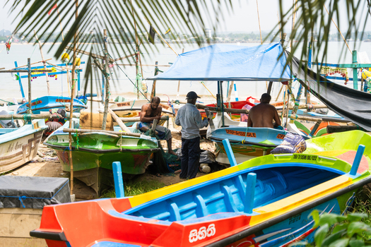 Sri Lanka 07 January 2026 View of fishermen working on colorful wooden boats parked on the shore under the shade of palm trees.