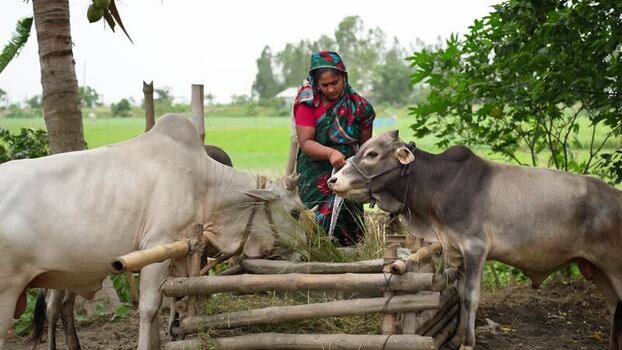 View of a woman feeding cows in a rural field Bangladesh. View of a woman feeding cows in a rural field Bangladesh.