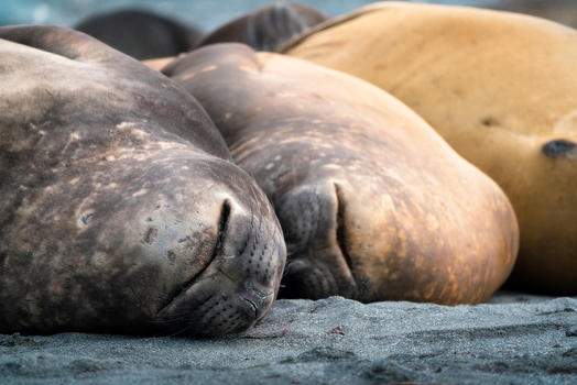 View of elephant seals sleeping on a sandy beach with their eyes closed Antarctica. View of elephant seals sleeping on a sandy beach with their eyes closed Antarctica.