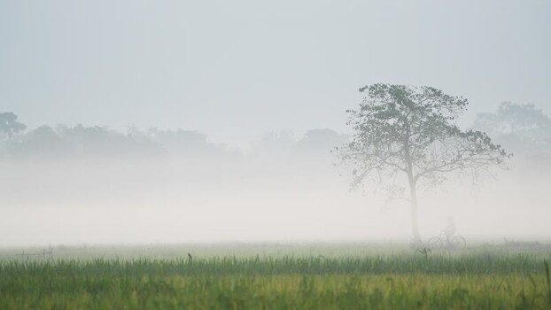 View of a person cycling past a tree in a foggy field Bangladesh. View of a person cycling past a tree in a foggy field Bangladesh.