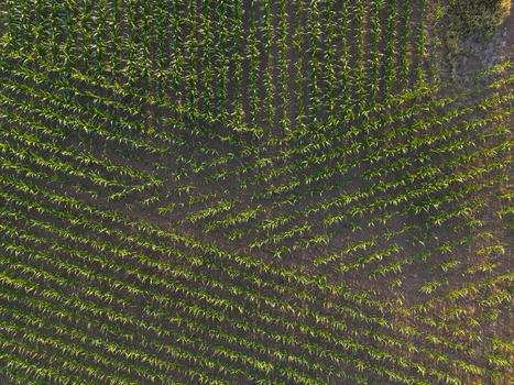 Aerial view of a lush green cornfield with neatly planted rows of crops in Hasselt Flanders Belgium.