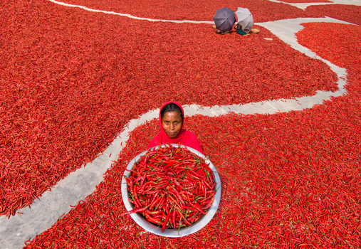 Bogura Bangladesh 12 March 2018 View of a woman holding a bowl of red chilies while sitting amidst a vast field of drying peppers under the sun. Bogura Bangladesh 12 March 2018 View of a woman holding a bowl of red chilies while sitting amidst a vast field of drying peppers under the sun.