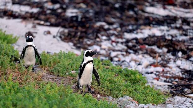 View of Stoney Point Penguin Colony South Africa. View of Stoney Point Penguin Colony South Africa.