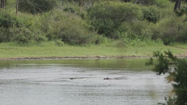 View of hippos swimming in Kruger National Park South Africa.