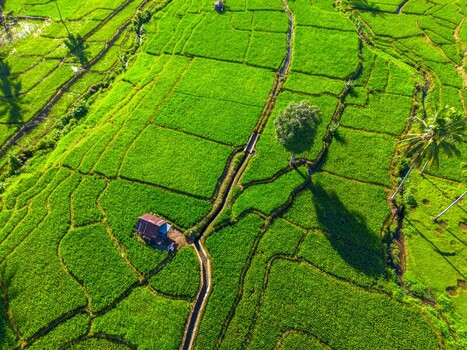 Aerial view of lush green rice terraces with a small wooden hut and a single tree in Taba Tembilang Arga Makmur Bengkulu Indonesia. Aerial view of lush green rice terraces with a small wooden hut and a single tree in Taba Tembilang Arga Makmur Bengkulu Indonesia.
