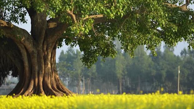 View of a large banyan tree in a mustard field Bangladesh. View of a large banyan tree in a mustard field Bangladesh.