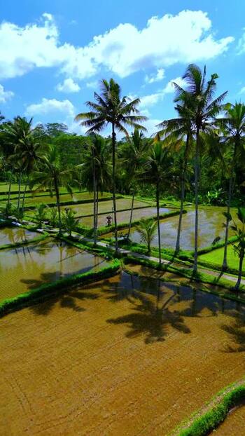 Aerial view of Banjar Mancingan Rice Trekking in Bali Indonesia. Aerial view of Banjar Mancingan Rice Trekking in Bali Indonesia.