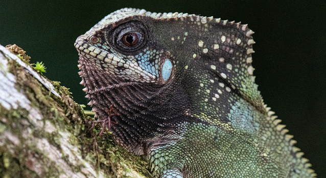 View of a helmeted iguana resting on a mossy tree branch in the tropical rainforest of Puerto Jimenez Puntarenas Province Costa Rica. View of a helmeted iguana resting on a mossy tree branch in the tropical rainforest of Puerto Jimenez Puntarenas Province Costa Rica.