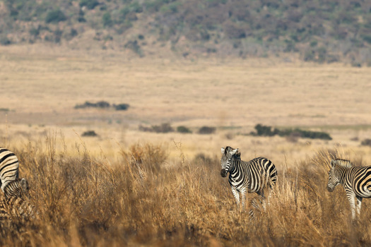 View of zebras standing in the dry savanna grass with rolling hills in the background at Welgevonden Game Reserve Waterberg District Municipality Limpopo South Africa. View of zebras standing in the dry savanna grass with rolling hills in the background at Welgevonden Game Reserve Waterberg District Municipality Limpopo South Africa.