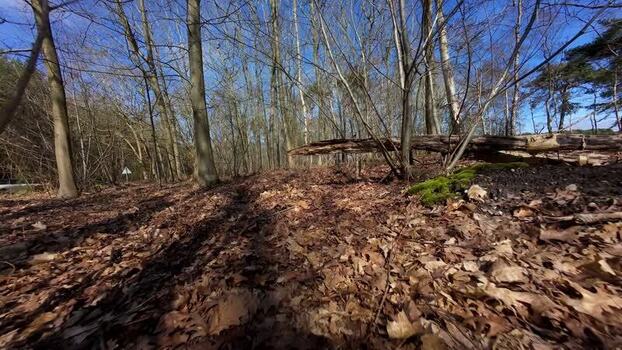 Aerial FPV view of a forest floor with motion blur United Kingdom. Aerial FPV view of a forest floor with motion blur United Kingdom.