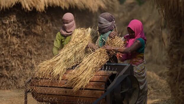 View of women using a mechanical thresher in rural Patna India.