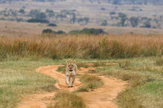 View of a lioness walking along a winding dirt track through the golden savanna of Welgevonden Game Reserve Waterberg District Municipality Limpopo South Africa.