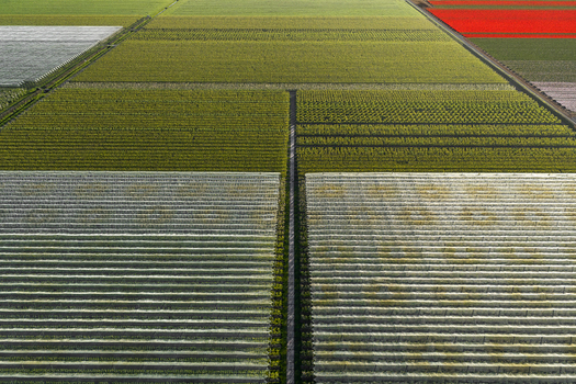 Aerial view of neatly organized rows of trees in a orchard next to farm buildings and a rural road under soft daylight Flevoland Netherlands.