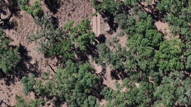 Aerial view of cork oak trees and a dirt path Portugal. Aerial view of cork oak trees and a dirt path Portugal.