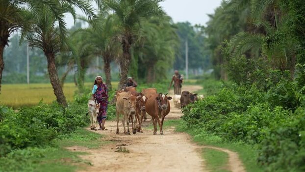View of a woman herding cows along a rural path in Bogura Bangladesh.