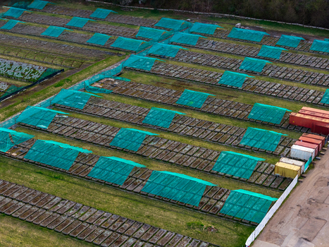 Aerial view of rows of snail breeding beds covered with green protective nets and wooden boards in an agricultural field Vilnius County Lithuania. Aerial view of rows of snail breeding beds covered with green protective nets and wooden boards in an agricultural field Vilnius County Lithuania.