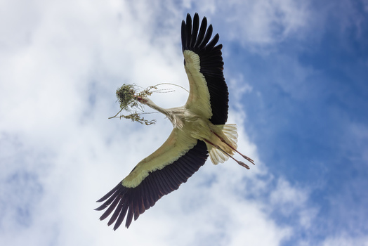 View of a white stork in flight carrying nesting material in its beak against a blue sky with soft white clouds Selestat Grand Est France.