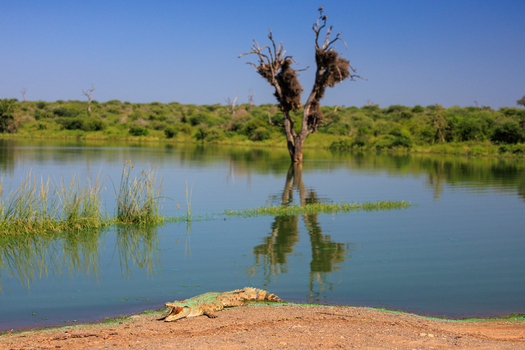 View of a large crocodile resting on a riverbank near a dead tree with bird nests in the water at Kruger National Park Skukuza Mpumalanga South Africa. View of a large crocodile resting on a riverbank near a dead tree with bird nests in the water at Kruger National Park Skukuza Mpumalanga South Africa.
