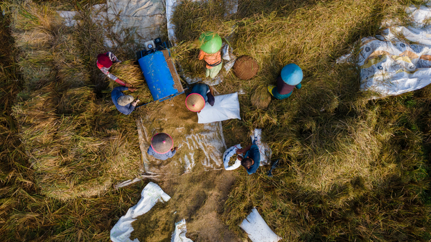 Aerial view of farmers harvesting rice using a thresher machine in a golden field with white sacks and traditional conical hats in Karanglewas Central Java Indonesia. Aerial view of farmers harvesting rice using a thresher machine in a golden field with white sacks and traditional conical hats in Karanglewas Central Java Indonesia.