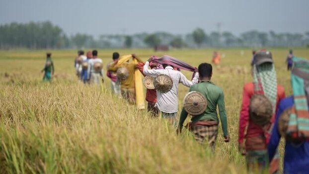 View of farmers walking through a rice field in Natore Bangladesh. View of farmers walking through a rice field in Natore Bangladesh.