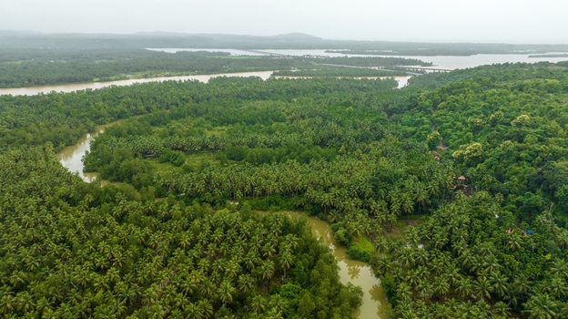 Aerial view of the Sharavathi river winding through lush green palm tree forests and dense vegetation in Honnavar Karnataka India.