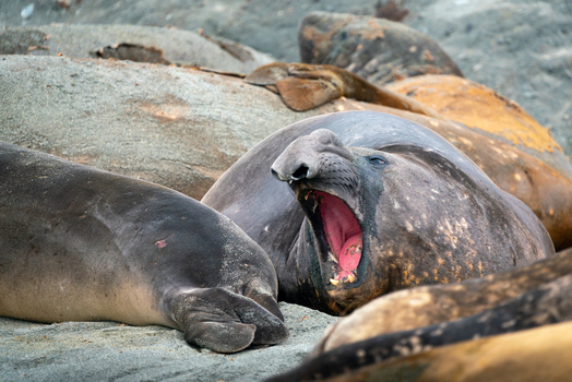 View of a group of southern elephant seals resting on a grey sandy beach with one large male yawning and showing its pink mouth Antarctica. View of a group of southern elephant seals resting on a grey sandy beach with one large male yawning and showing its pink mouth Antarctica.