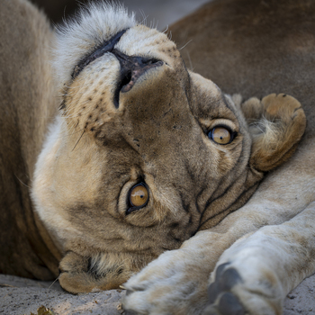View of a lion resting its head on its paws with intense golden eyes looking directly at the camera Kenya.