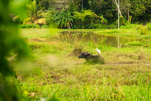 View of a water buffalo resting in a grassy field with a white egret on its back near a pond and tropical vegetation in Mirissa Southern Province Sri Lanka. View of a water buffalo resting in a grassy field with a white egret on its back near a pond and tropical vegetation in Mirissa Southern Province Sri Lanka.