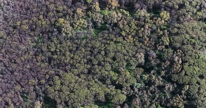 Aerial view of a dense forest with mixed foliage in Italy.
