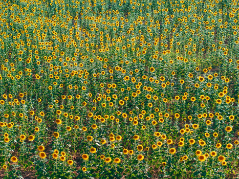 Aerial view of a vast field of blooming sunflowers under bright daylight. Aerial view of a vast field of blooming sunflowers under bright daylight.