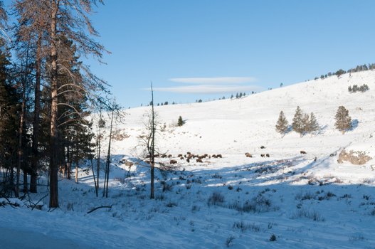 View of a herd of bison grazing in a snow covered valley surrounded by pine trees under a clear blue sky in Yellowstone National Park Wyoming United States. View of a herd of bison grazing in a snow covered valley surrounded by pine trees under a clear blue sky in Yellowstone National Park Wyoming United States.