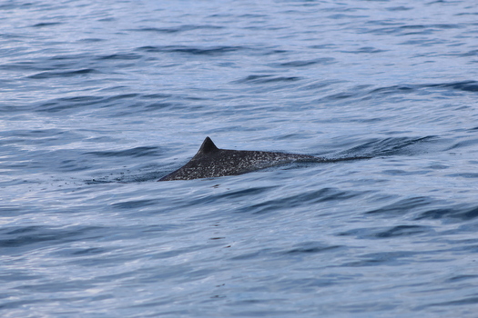 View of a sleek dark whale slicing through the tranquil deep blue waters its spotted dorsal fin breaking the surface in the vast ocean Quepos Puntarenas Province Costa Rica.