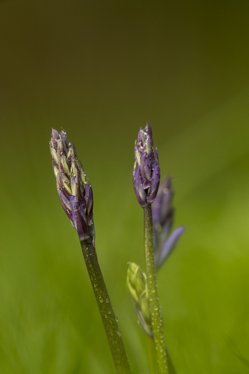 View of bluebell buds with water droplets on their stems and petals against a soft green background in the United Kingdom. View of bluebell buds with water droplets on their stems and petals against a soft green background in the United Kingdom.