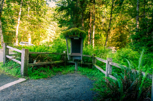 View of an old moss covered telephone booth nestled in a lush forest with ferns and a wooden fence in Olympic National Park Port Angeles Washington United States.