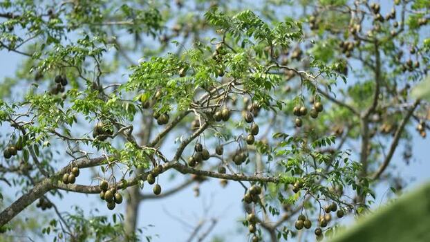 View of hog plum tree with ripe fruits in Jhalakathi Bangladesh. View of hog plum tree with ripe fruits in Jhalakathi Bangladesh.