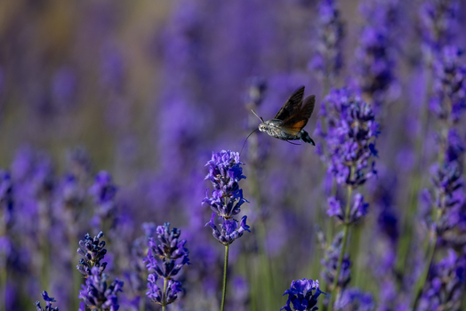 View of a hummingbird hawk moth hovering and feeding on vibrant purple lavender flowers in a field Wittenheim Grand Est France.