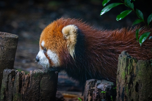 View of a red panda standing near tree stumps at the Chengdu Research Base of Giant Panda Breeding in Chengdu Sichuan China. View of a red panda standing near tree stumps at the Chengdu Research Base of Giant Panda Breeding in Chengdu Sichuan China.
