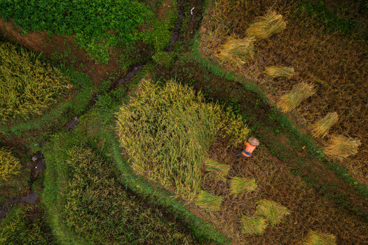 Aerial view of a farmer harvesting rice in the terraced fields of Ngendrosari Kajoran Central Java Indonesia. Aerial view of a farmer harvesting rice in the terraced fields of Ngendrosari Kajoran Central Java Indonesia.