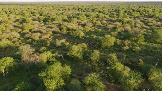 Aerial view of impalas in the bushveld South Africa.