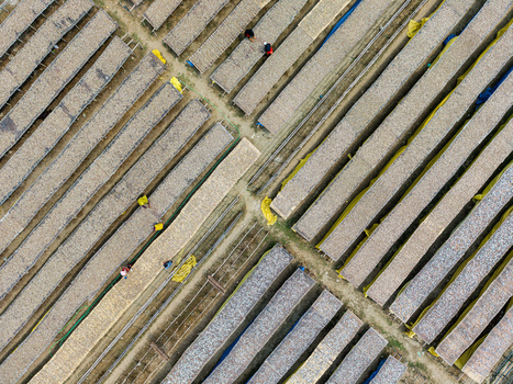 Cox s Bazar Bangladesh 11 March 2026 Aerial view of rows of fish drying on bamboo racks with workers tending to the harvest under the sun. Cox s Bazar Bangladesh 11 March 2026 Aerial view of rows of fish drying on bamboo racks with workers tending to the harvest under the sun.