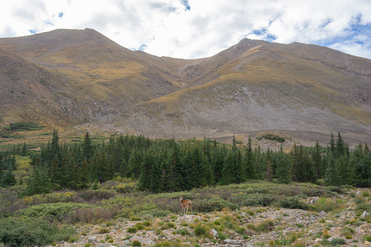 View of a deer standing in a clearing at the Missouri Gulch Trailhead in the Collegiate Peaks Wilderness with Mount Belford in the background in Buena Vista Colorado United States.