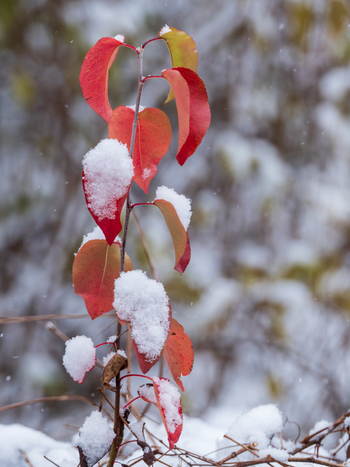 AAB_A456075 AAB_A456075