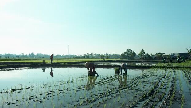 Aerial view of farmers planting rice in flooded paddy fields Indonesia. Aerial view of farmers planting rice in flooded paddy fields Indonesia.