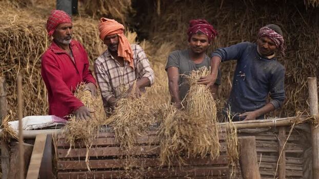 View of farmers threshing grain on 17 May 2026 in Patna India.